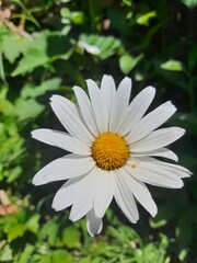 Fototapeta premium white daisy flower