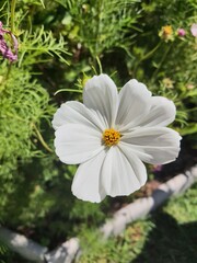 white and yellow flowers