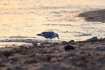 横須賀市 夕日の海岸で食事をするカモメ