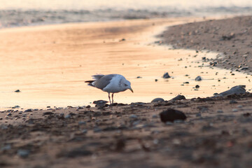 横須賀市 夕日の海岸で食事をするカモメ