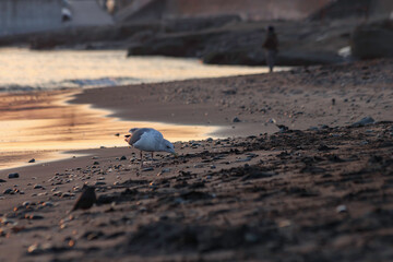 横須賀市 夕日の海岸で食事をするカモメ