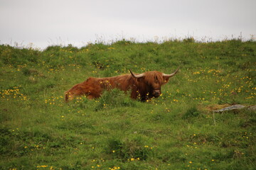 cow on the meadow