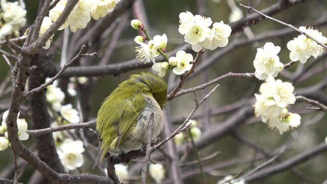 Warbling white-eye, Zosterops Japonicus bird grooming itself on the plum flower tree in Japan. Close up. 4K
