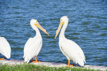 Pelican bird in Lake Morton at city center of lakeland Florida	