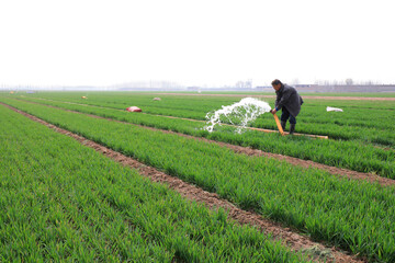 The farmers are watering the wheat in the fields.