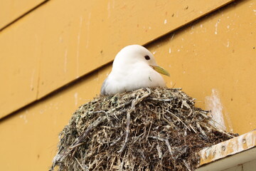 bird in nest