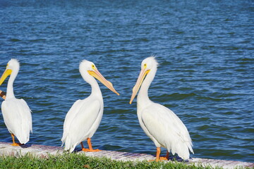 Pelican bird in Lake Morton at city center of lakeland Florida	
