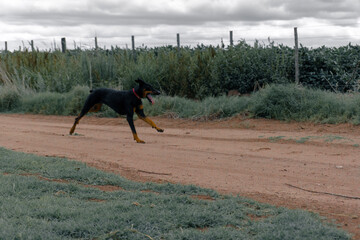 dog running in the field