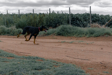 running dog