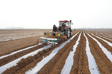 Farmers use planters to plant peanuts in the fields.