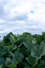 green leaves of soy and blue sky