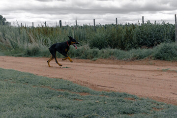 dog running in the field