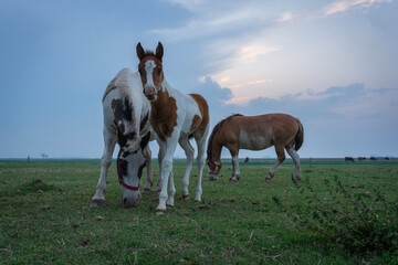 horse and foal
