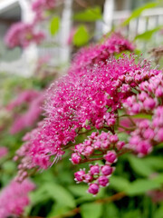 Obraz premium red blooming bush next to the white porch, brait color blooming. Selective focus, close-up view.