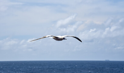 Seabird Masked, Blue-faced Booby (Sula dactylatra) flying over the ocean on the blue sky background. Seabird is hunting for flying fish jumping out of the water.