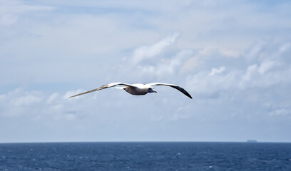 Fototapeta na wymiar Seabird Masked, Blue-faced Booby (Sula dactylatra) flying over the ocean on the blue sky background. Seabird is hunting for flying fish jumping out of the water.