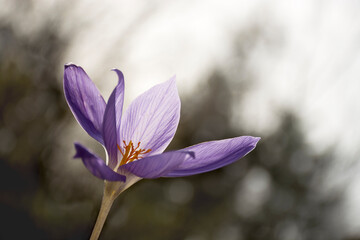 Beautiful spring purple crocus. Soft focus bokeh