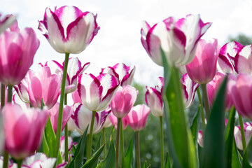  spring blooming white, pink and red tulips, bokeh flower background. Selective focus bright colors.