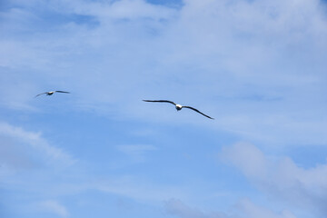 Seabird Masked, Blue-faced Booby (Sula dactylatra) flying over the ocean on the blue sky background. Seabird is hunting for flying fish jumping out of the water.