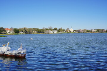 Pelican bird in Lake Morton at city center of lakeland Florida	
