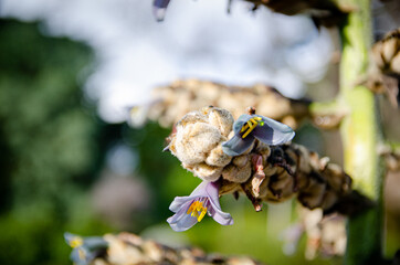 flower in the forest