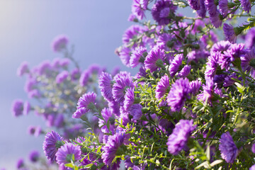 Obraz premium blue or purple flowers in garden. blooming garden flowers.