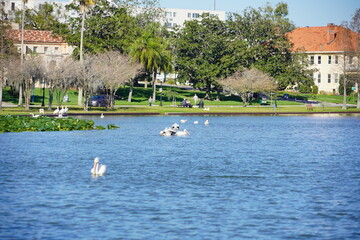 Spring of Lake Morton at city center of lakeland Florida	