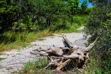 Obraz premium driftwood