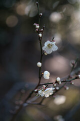神戸、保久梅林の梅が開花した。山間にある梅林なので平地よりは少し開花が遅い。