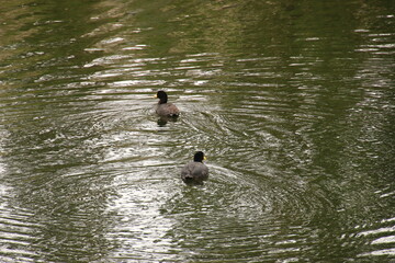 birds swimming in the limay river patagonia argentina
