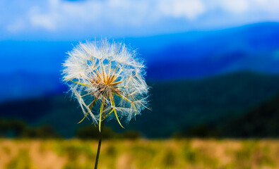 Naklejka premium dandelion