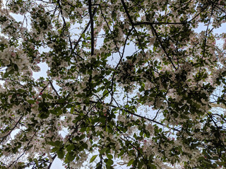 cherry blossom tree against the sky taken from below on a sunny spring day.