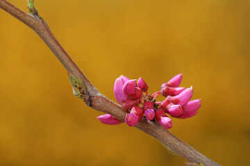 Beautiful purple flowers in nature, North China