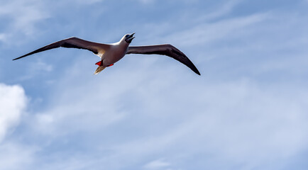 Seabird Masked, Blue-faced Booby (Sula dactylatra) flying over the ocean on the blue sky background. Seabird is hunting for flying fish jumping out of the water.