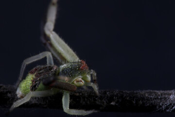 spider on the ground