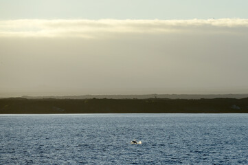 Isabela Island, Galapagos Islands, Ecuador.
