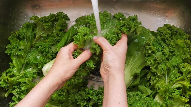 Woman washing in water in sink green kale cabbage leaves in kitchen, healthy food