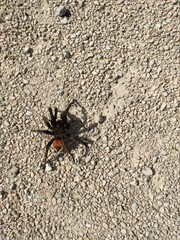 Spider