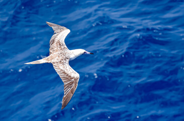 Seabird Masked, Blue-faced Booby (Sula dactylatra) flying over the ocean. Seabird is hunting for flying fish jumping out of the water.