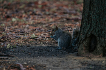 squirrel in the park