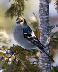 Pine Grosbeak Stock Photo. Pine Grosbeak close-up profile view, perched  on cedar branch tree with a blur background in its environment and habitat. Image. Picture. Portrait.