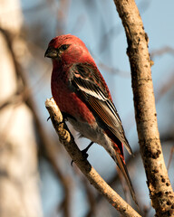 Pine Grosbeak Stock Photo.  Close-up profile view, perched  with a blur background in its environment and habitat displaying red feather plumage. Image. Picture. Portrait.