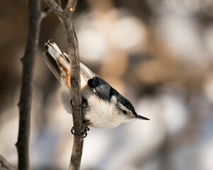 White-Breasted Nuthatch Stock Photos. Close-up profile view perched on a branch with a blur...