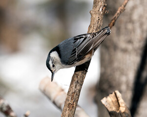 White-Breasted Nuthatch Stock Photos. Close-up profile view perched on a branch with a blur background in its environment and habitat. Image. Picture. Portrait.