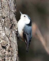 White-Breasted Nuthatch Stock Photos. Close-up profile view perched on a tree trunk with a blur background in its environment and habitat. Image. Picture. Portrait.
