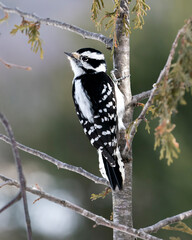 Woodpecker Stock Photos. Close-up profile view climbing tree branch and displaying feather plumage in its environment and habitat in the forest with a blur background. Image. Picture. Portrait.