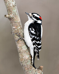 Woodpecker Stock Photos. close-up profile view climbing tree branch and displaying feather plumage in its environment and habitat in the forest with a blur background. Image. Picture. Portrait.
