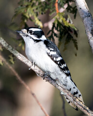 Woodpecker Stock Photo. Close-up profile view perched displaying feather plumage in its environment and habitat in the forest with a blur cedar branch background. Image. Picture. Portrait.