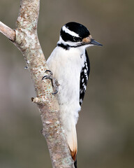 Woodpecker Stock Photos. close-up profile view climbing tree branch and displaying feather plumage in its environment and habitat in the forest with a blur background. Image. Picture. Portrait.