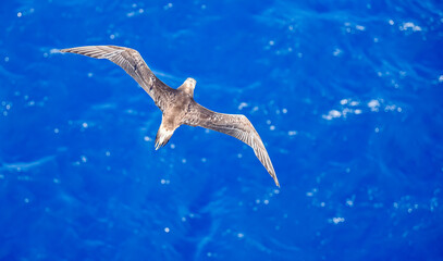Seabird Masked, Blue-faced Booby (Sula dactylatra) flying over the ocean. Seabird is hunting for flying fish jumping out of the water.